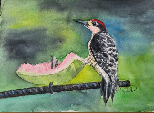 Costa Rican Woodpecker