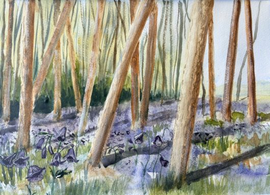 Bluebell Wood